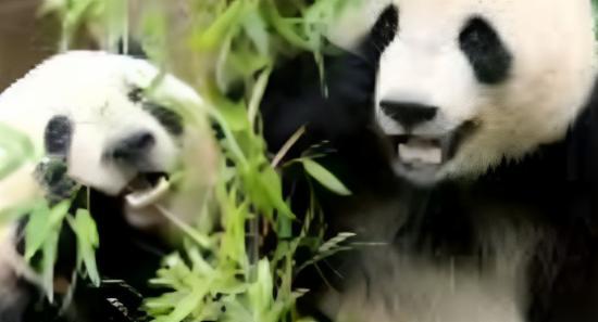 Japan's Last 2 Pandas To Be Returned To China